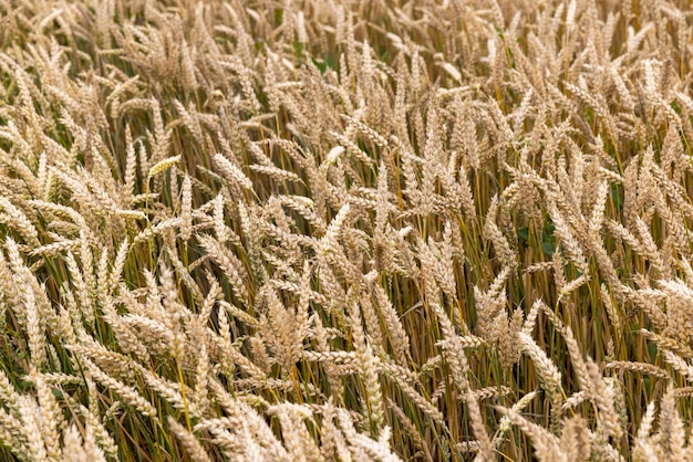 Un champ agricole où le blé est cultivé