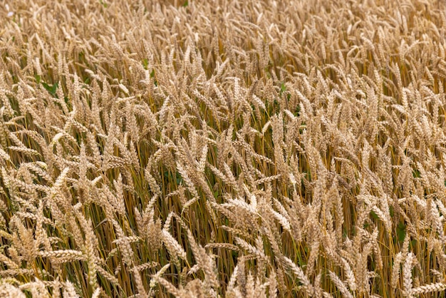 Un champ agricole où le blé est cultivé