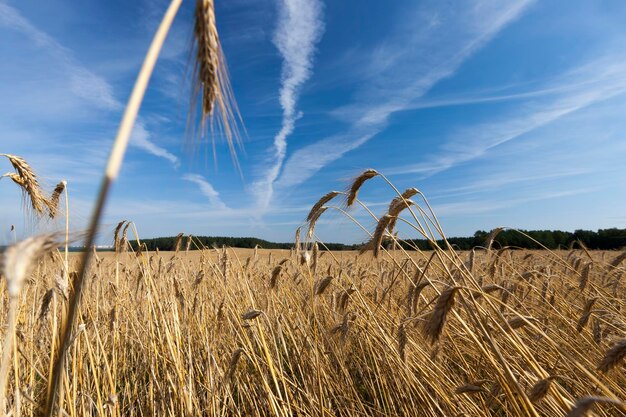 Un champ agricole où les céréales jaunies