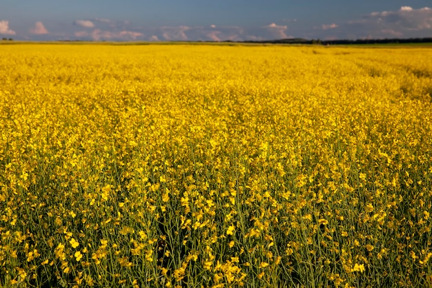 Champ agricole où le colza est cultivé