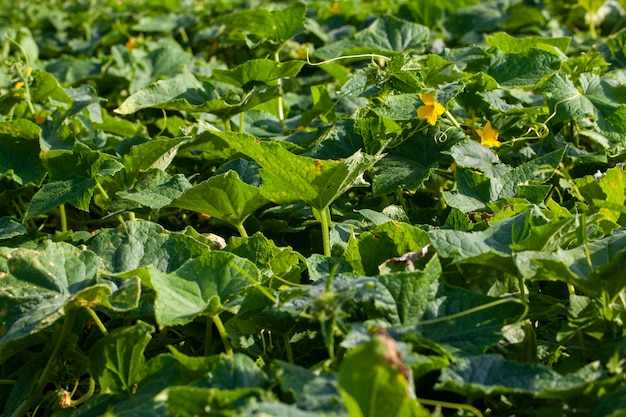 Champ agricole où les concombres sont cultivés