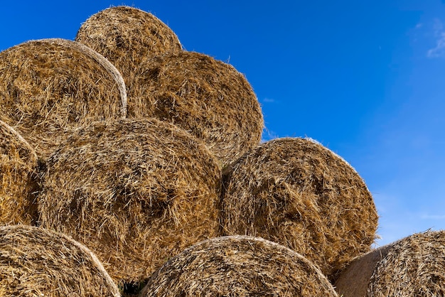 Un champ agricole où les cultures de blé sont récoltées et les meules de paille sont stockées