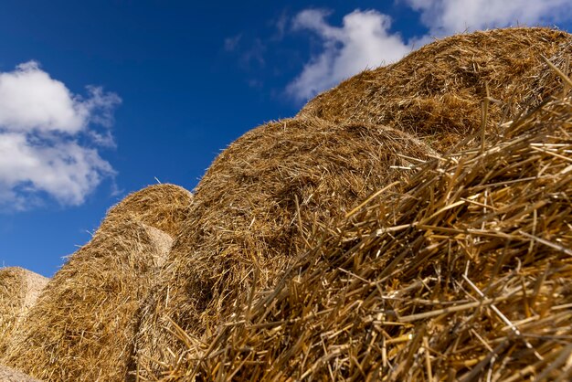 Un champ agricole où les cultures de blé sont récoltées et les meules de paille sont stockées