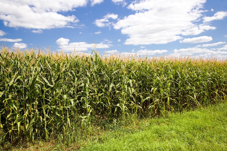 Photo champ agricole où ils cultivent du maïs