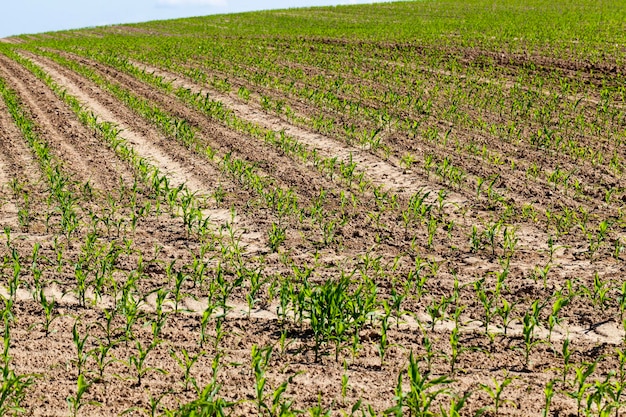 Un champ agricole où le maïs est cultivé