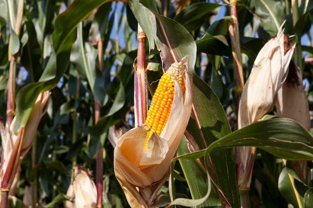 Un champ agricole où le maïs est récolté pour nourrir le bétail, champ de maïs pour l'alimentation