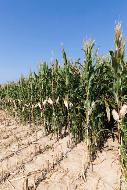 Champ agricole où le maïs est récolté pour la nourriture, un champ avec du maïs pour obtenir de la nourriture de l'agriculture