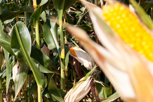 Un champ agricole où le maïs est récolté pour la nourriture