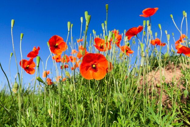 Champ agricole où les mauvaises herbes ont poussé, y compris le rouge coquelicot, ciel bleu