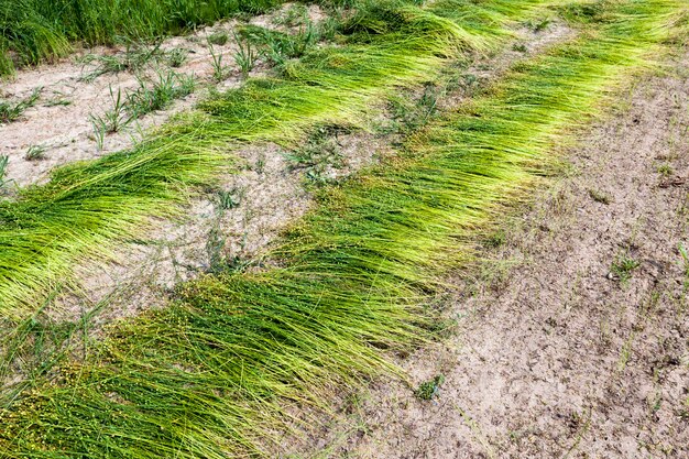 Un champ agricole où mûrit le lin