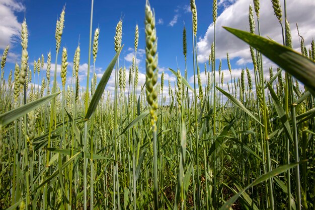 Un champ agricole où l'on cultive du blé céréalier