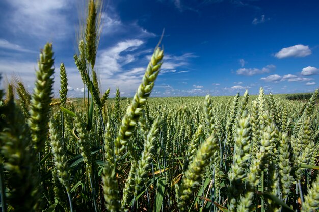 Un champ agricole où l'on cultive du blé céréalier