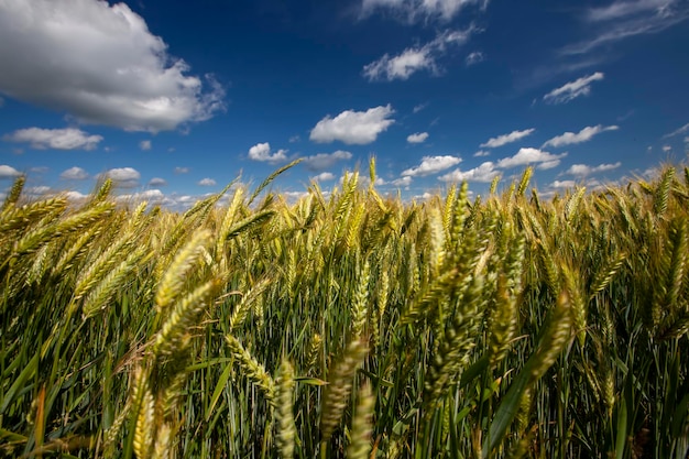 Un champ agricole où l'on cultive du blé céréalier