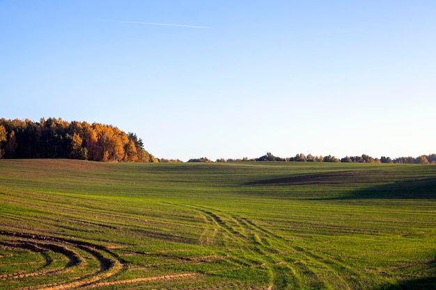 Un champ agricole où l'on cultive du blé céréalier