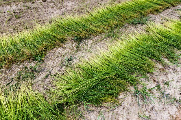 Un champ agricole où l'on cultive le lin