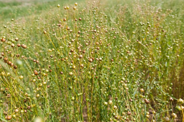 Un champ agricole où l'on cultive le lin