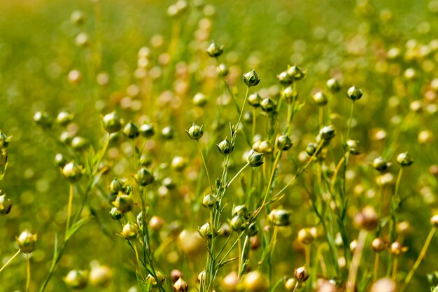 Un champ agricole où l'on cultive le lin