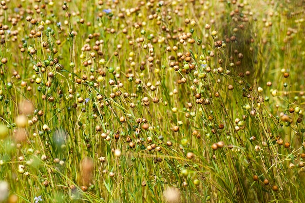 Un champ agricole où l'on cultive le lin