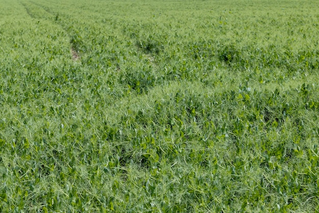 Un champ agricole où les pois verts poussent pendant la floraison