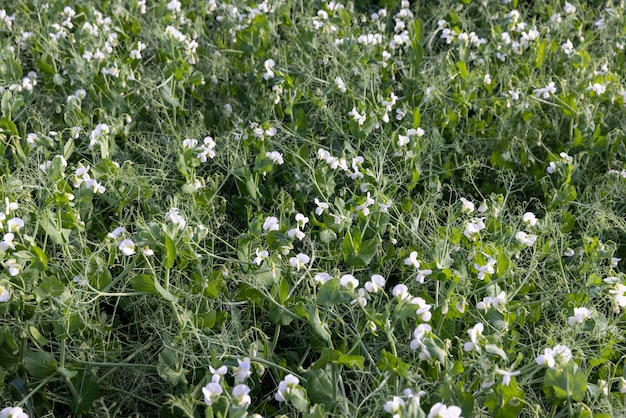 Un champ agricole où les pois verts poussent pendant la floraison