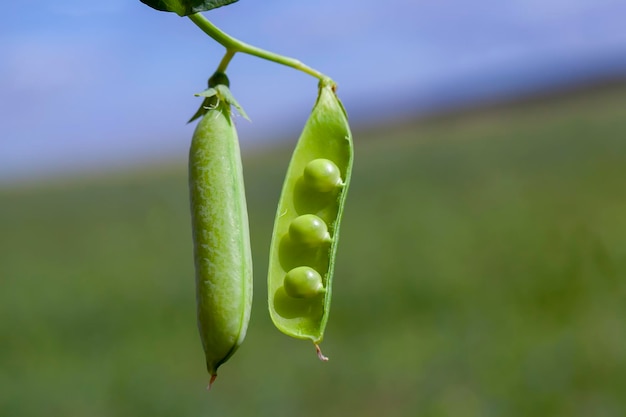 Champ agricole où les pois verts sont cultivés