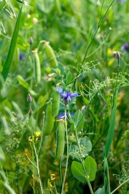 Champ agricole où les pois verts sont cultivés