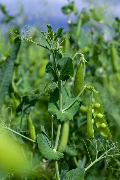 Champ agricole où les pois verts sont cultivés