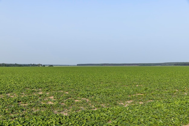 Champ agricole où pousse la betterave sucrière