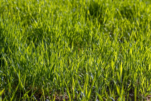 Champ agricole où pousse le blé vert non mûr