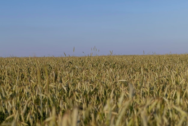 Un champ agricole où poussent les céréales mûrissantes