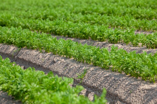 Un champ agricole où poussent un grand nombre de carottes