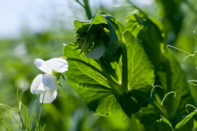 Un champ agricole où poussent les pois verts, les pois fleurissent avec des fleurs blanches en été