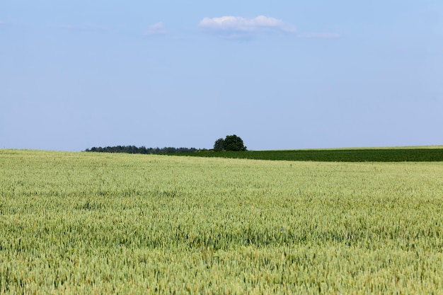 Un champ agricole où le seigle est cultivé