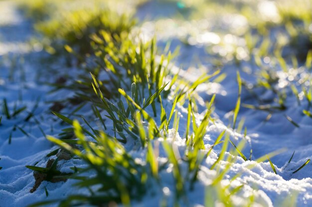 Champ agricole où le seigle est cultivé