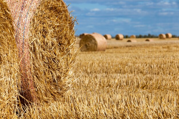 Champ agricole avec des piles de paille de seigle