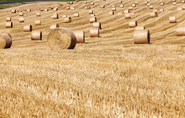 Champ agricole avec des piles de paille