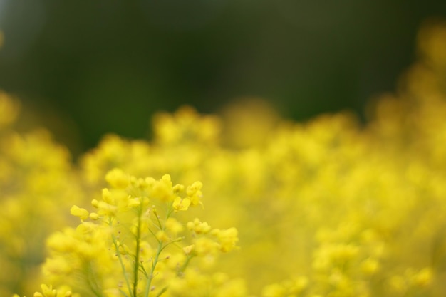 Champ agricole avec des plantes de colza Fleurs de colza en plein soleil Colza de canola oléagineux