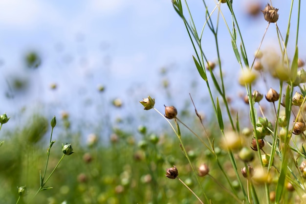 Un champ agricole avec des plants de lin