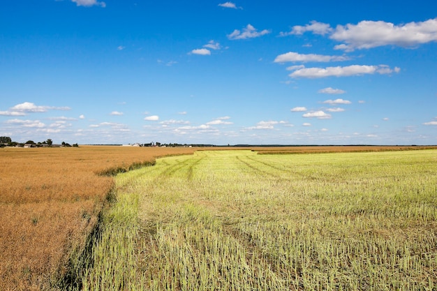 Un champ agricole, qui a effectué la récolte du colza