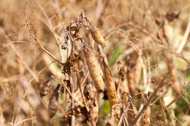 Un champ agricole avec une récolte mûre de pois