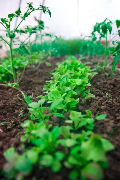 Champ agricole Salade verte laisse sur des lits de jardin. Fermer.