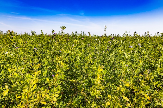 Champ agricole sous un ciel bleu nuageux.