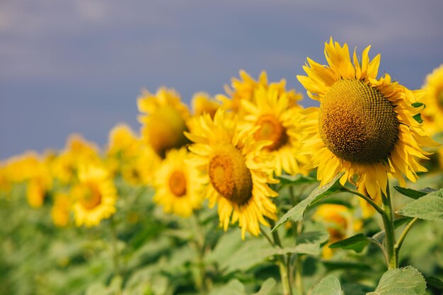 Champ agricole de tournesol