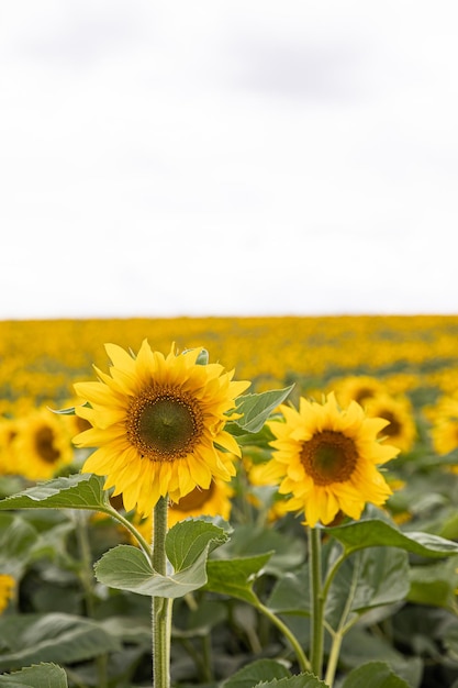Champ agricole avec des tournesols jaunes contre le ciel avec des nuages Coucher de soleil doré