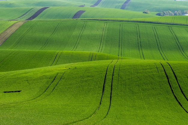 Champ agricole vert émeraude sur les collines, paysage agricole avec de jeunes blé