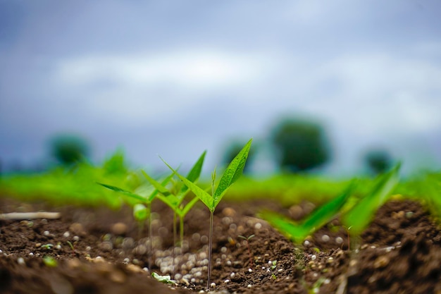 Champ agricole vert avec fond de ciel nuageux