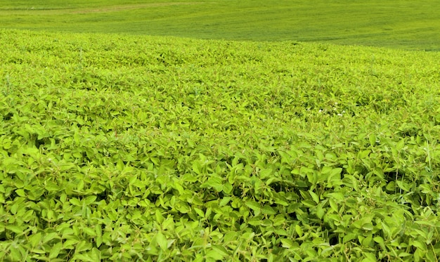 Champ agricole vert avec des plantes en arrière-plan