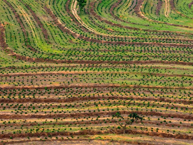 Champ agricole - vue aérienne