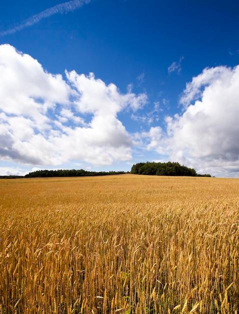 Un champ agricole