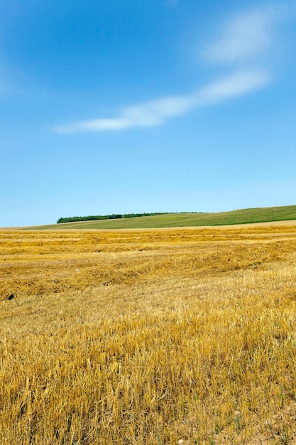 Un champ agricole